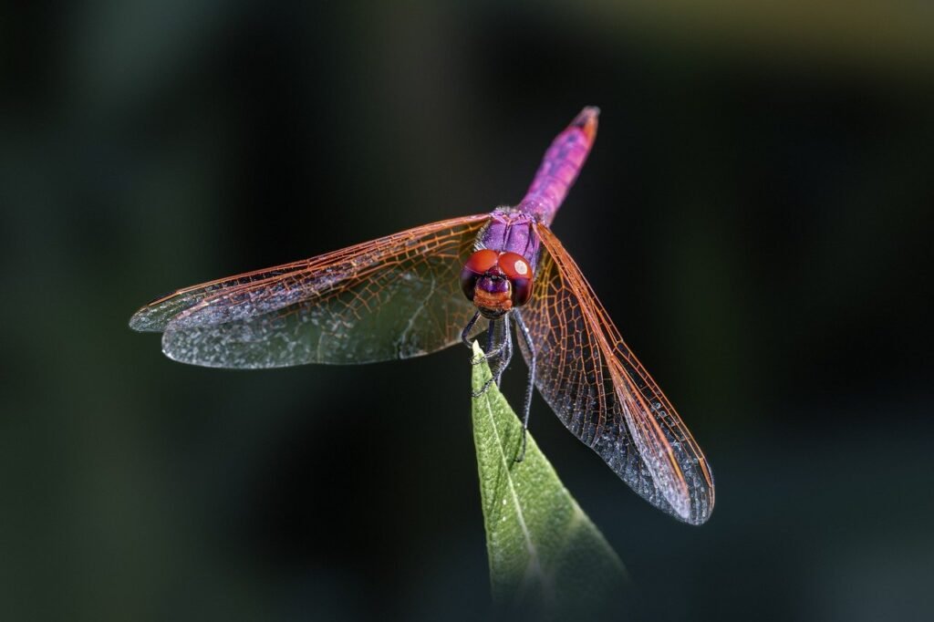 dragonfly, insect, purple-blushed darter-8424556.jpg