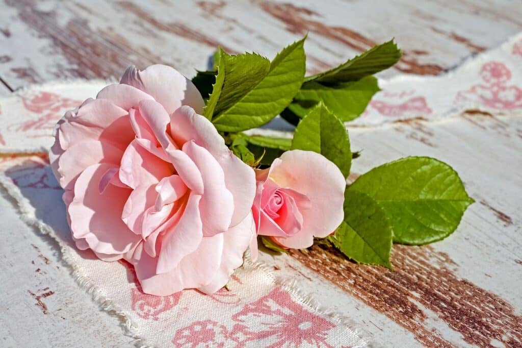 roses, pink roses, flower-2375469.jpg