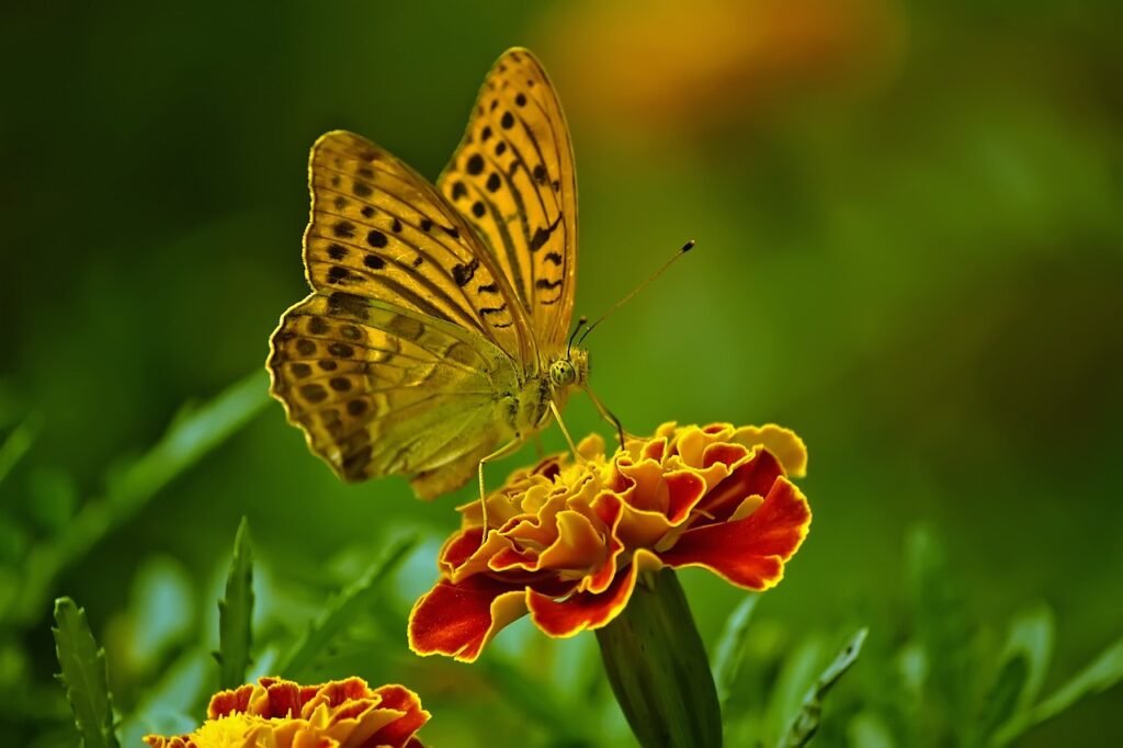 butterfly, beautiful flowers, nature-1829404.jpg